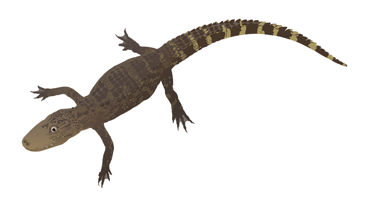 American alligator