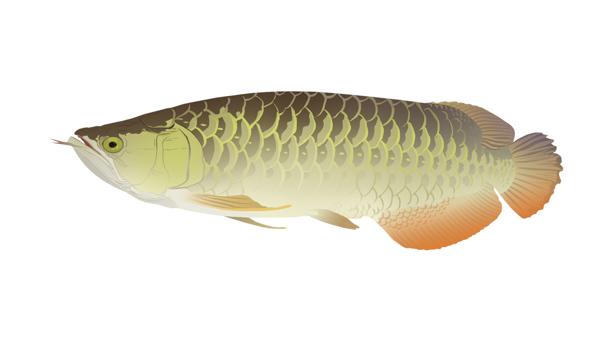 Asian arowana