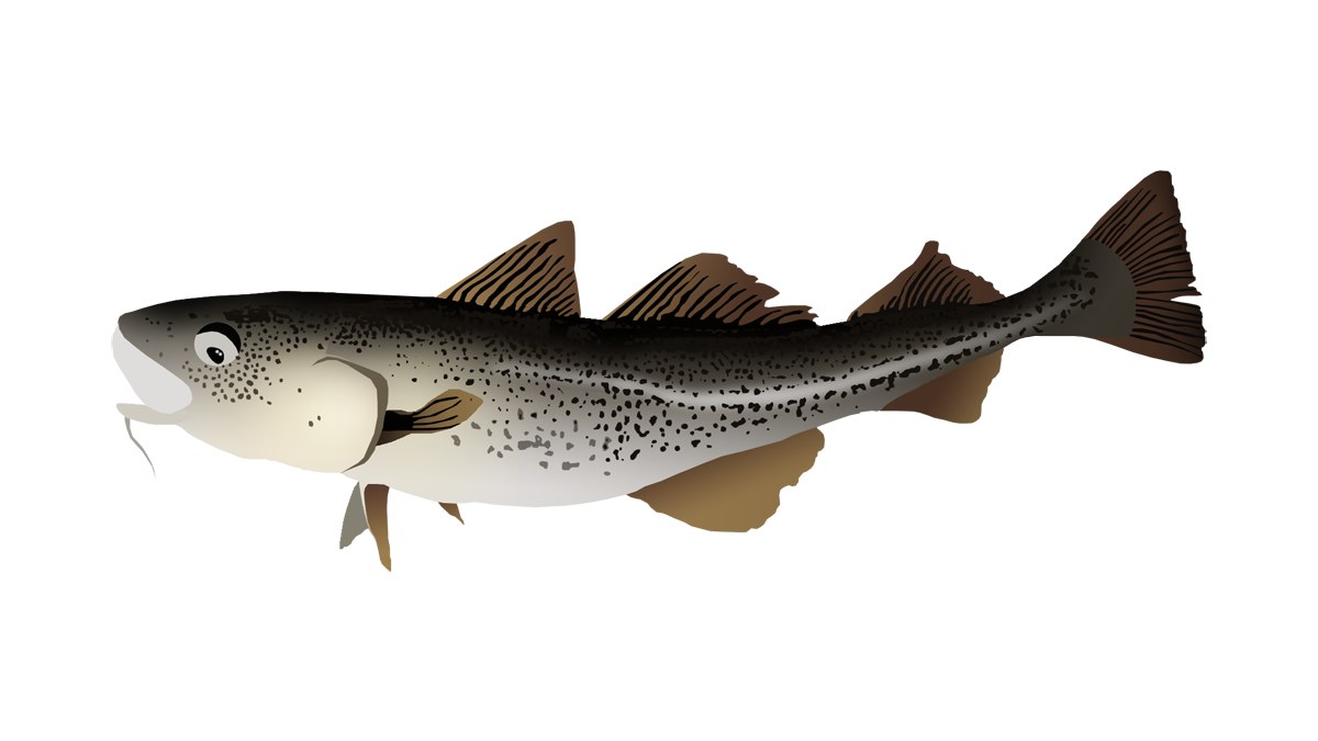 Atlantic cod