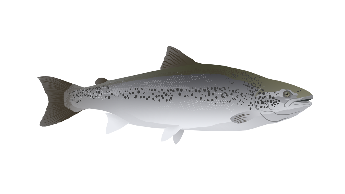 Atlantic salmon