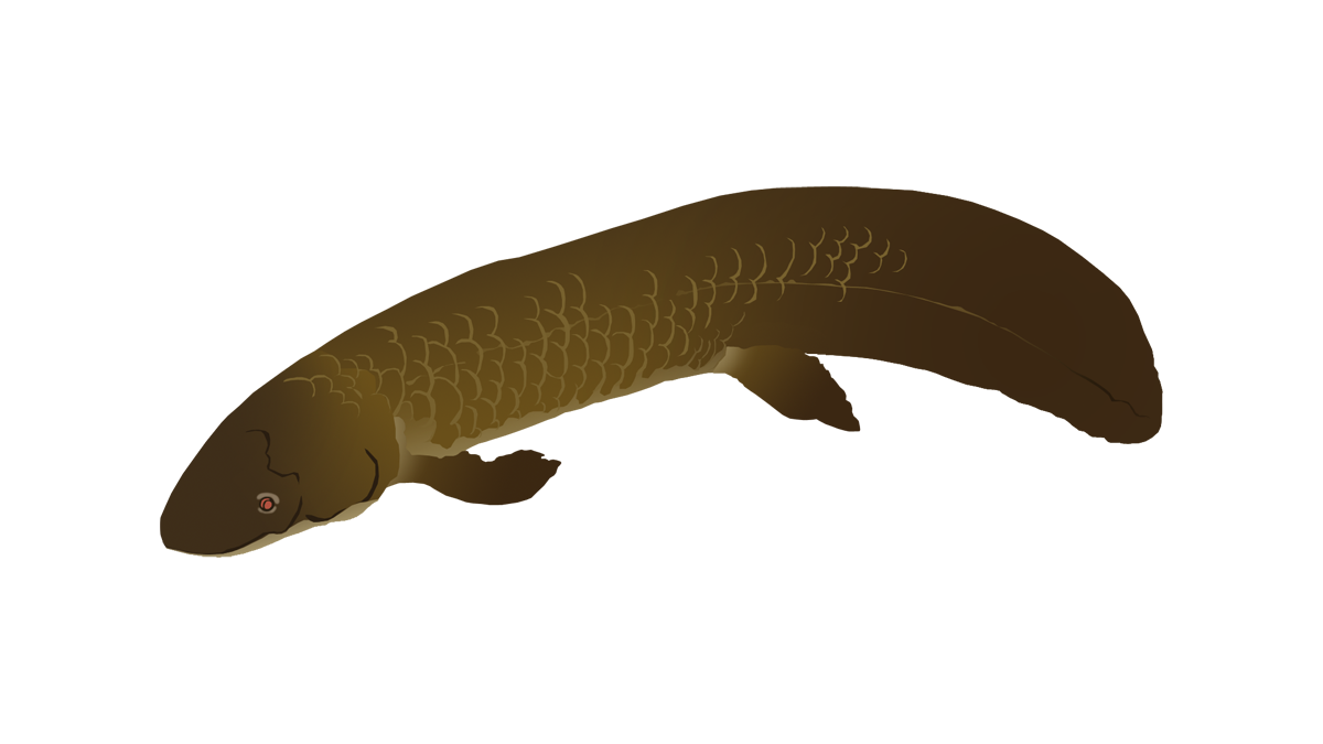 West-African lungfish