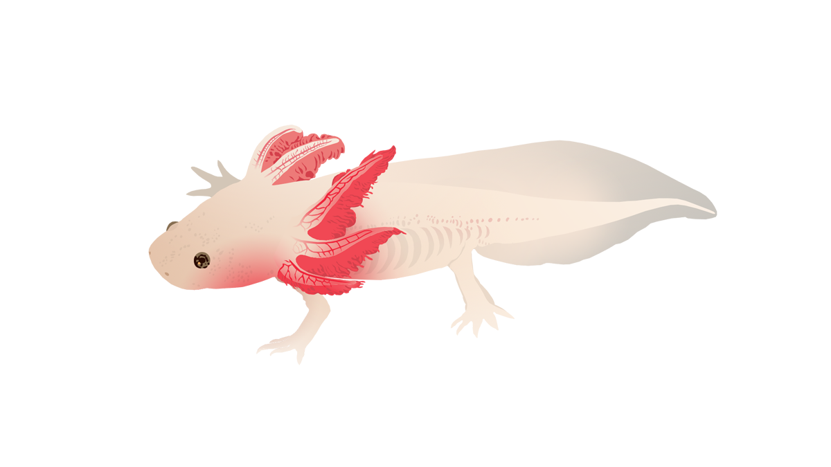 Axolotl