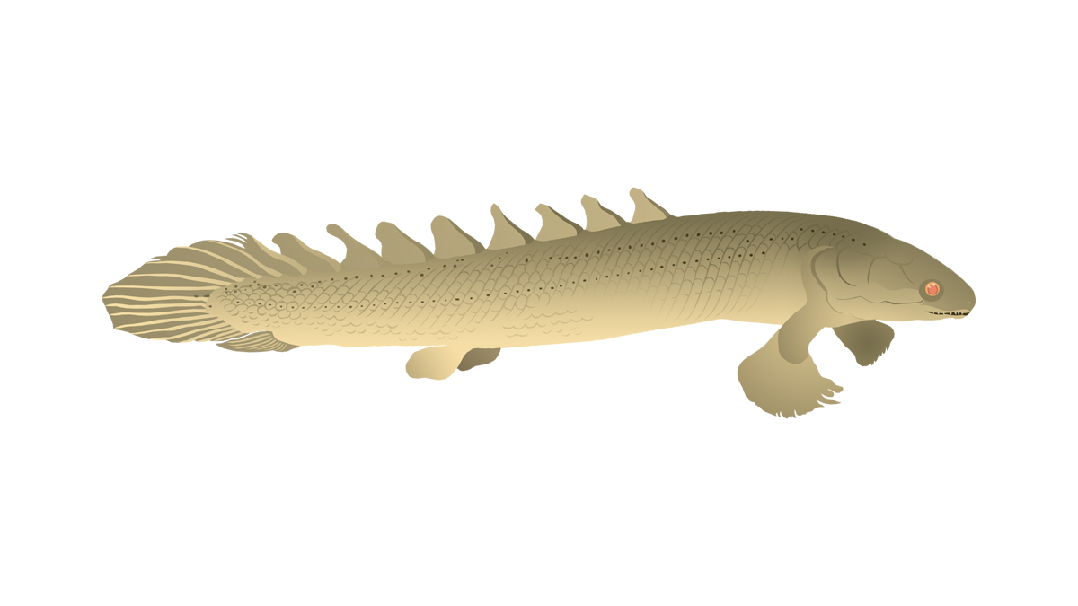 Senegalese bichir