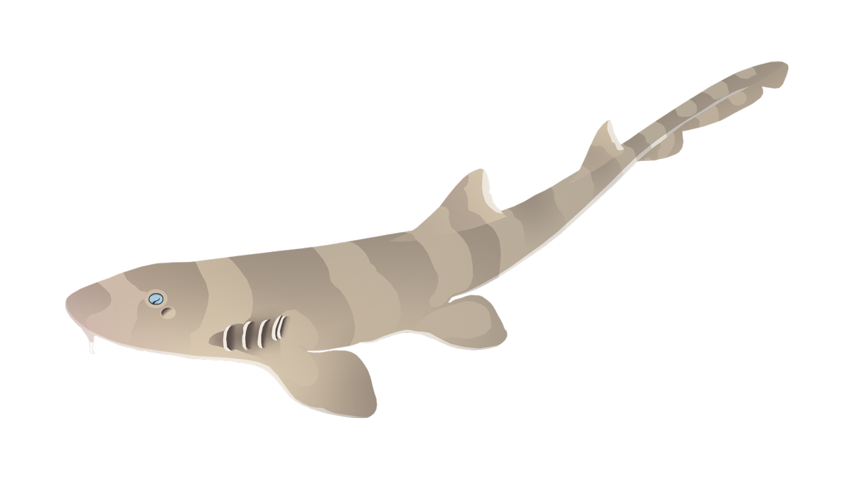 Brownbanded bambooshark