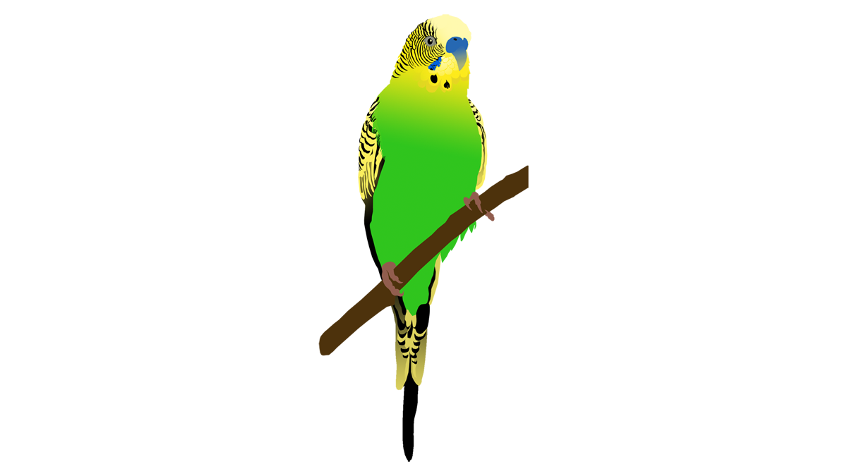 Budgie