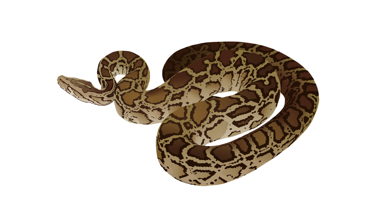 Burmese python