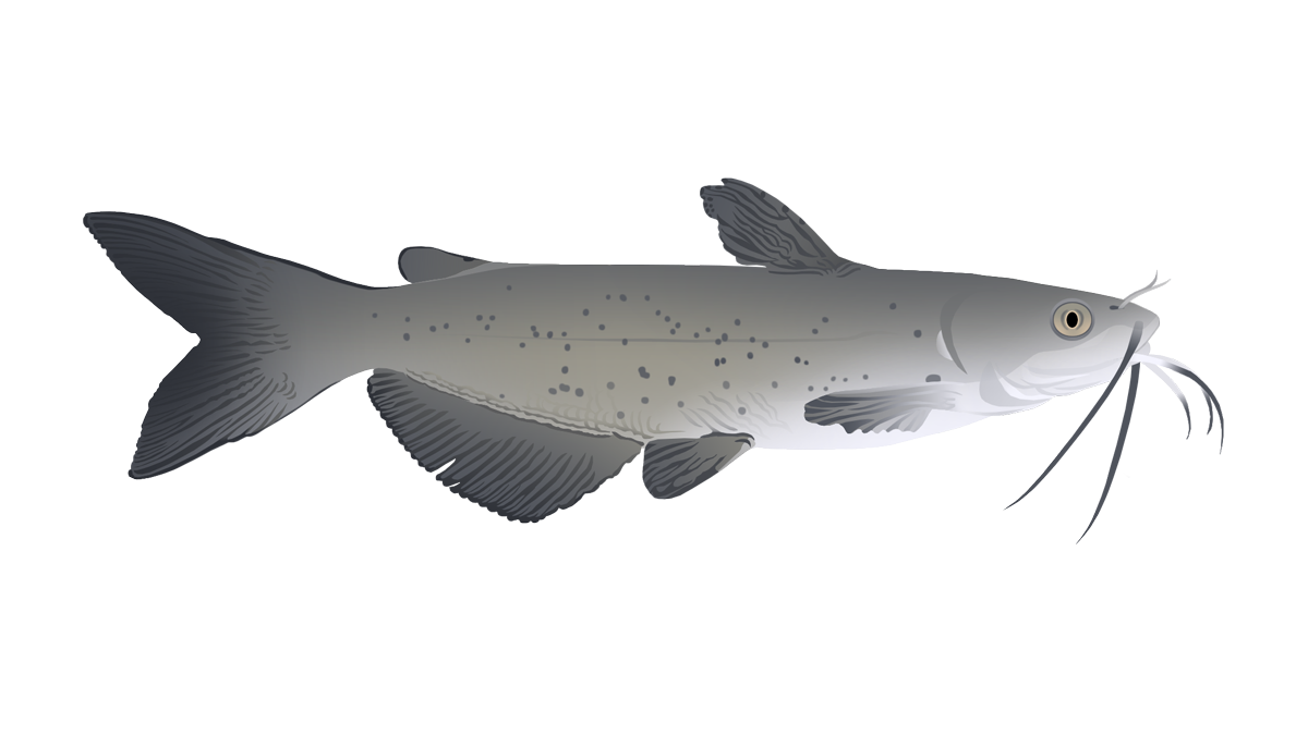 Channel catfish