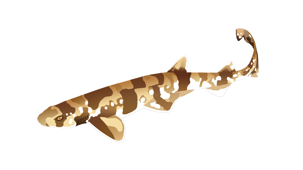 Cloudy catshark