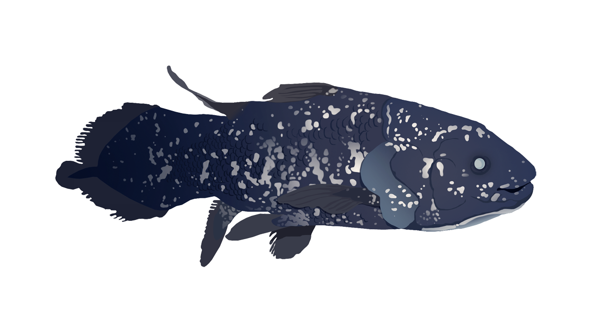 Coelacanth