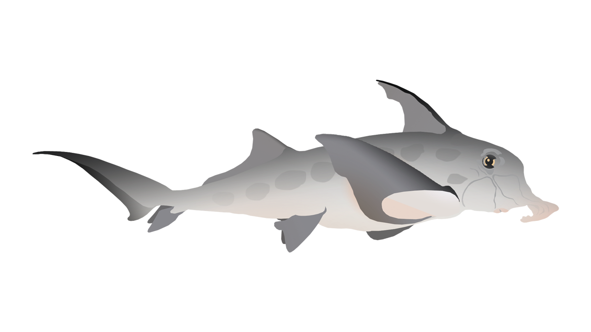 Elephant shark