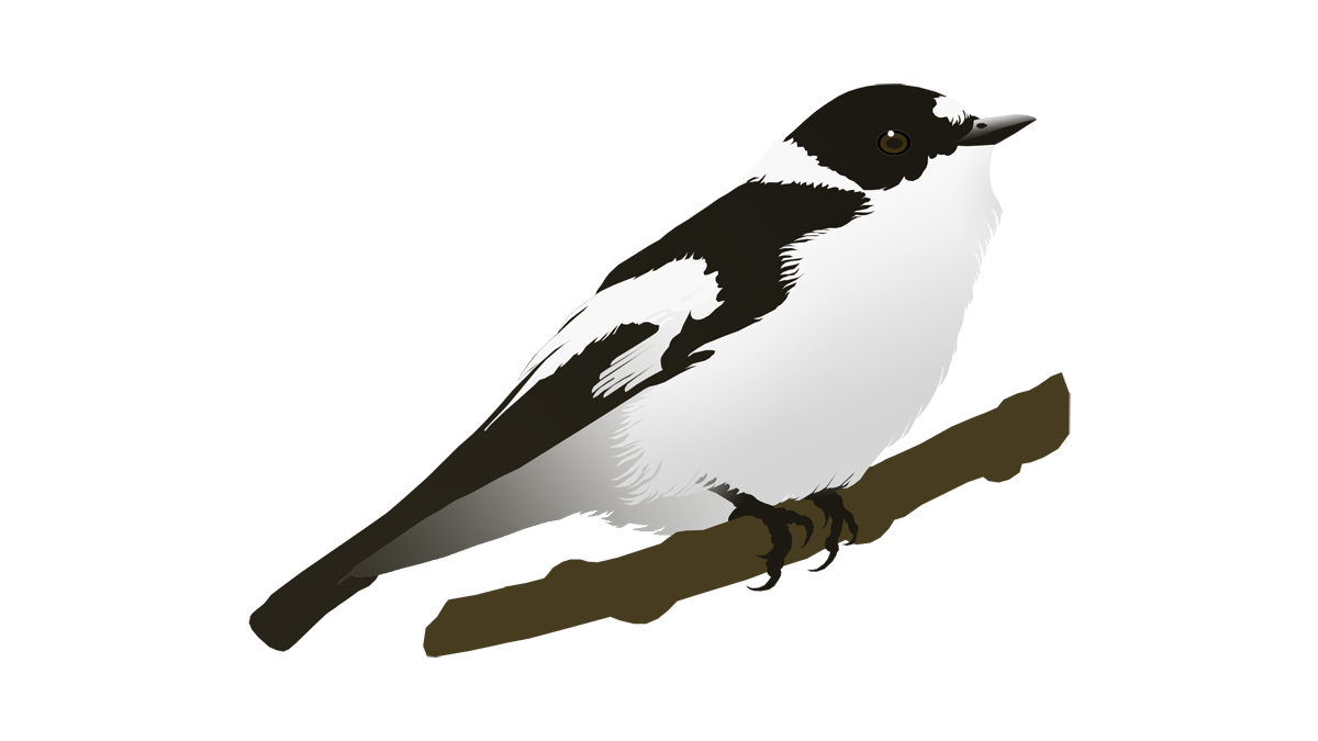 Collared flycatcher