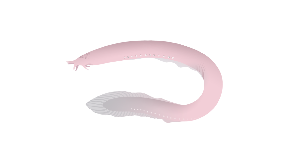 Hagfish