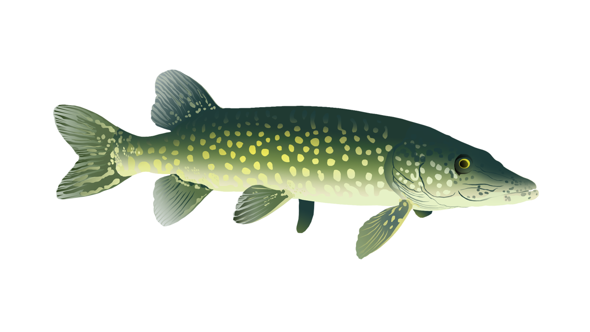 Northern pike