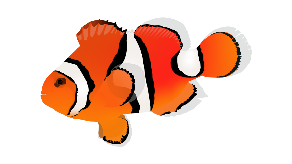 Orange clownfish