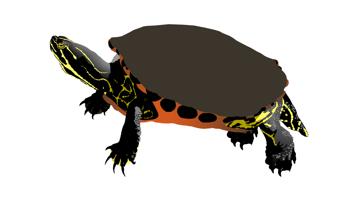 Painted turtle