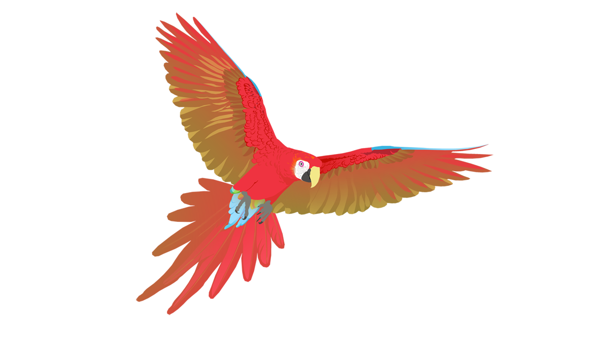 Scarlet macaw