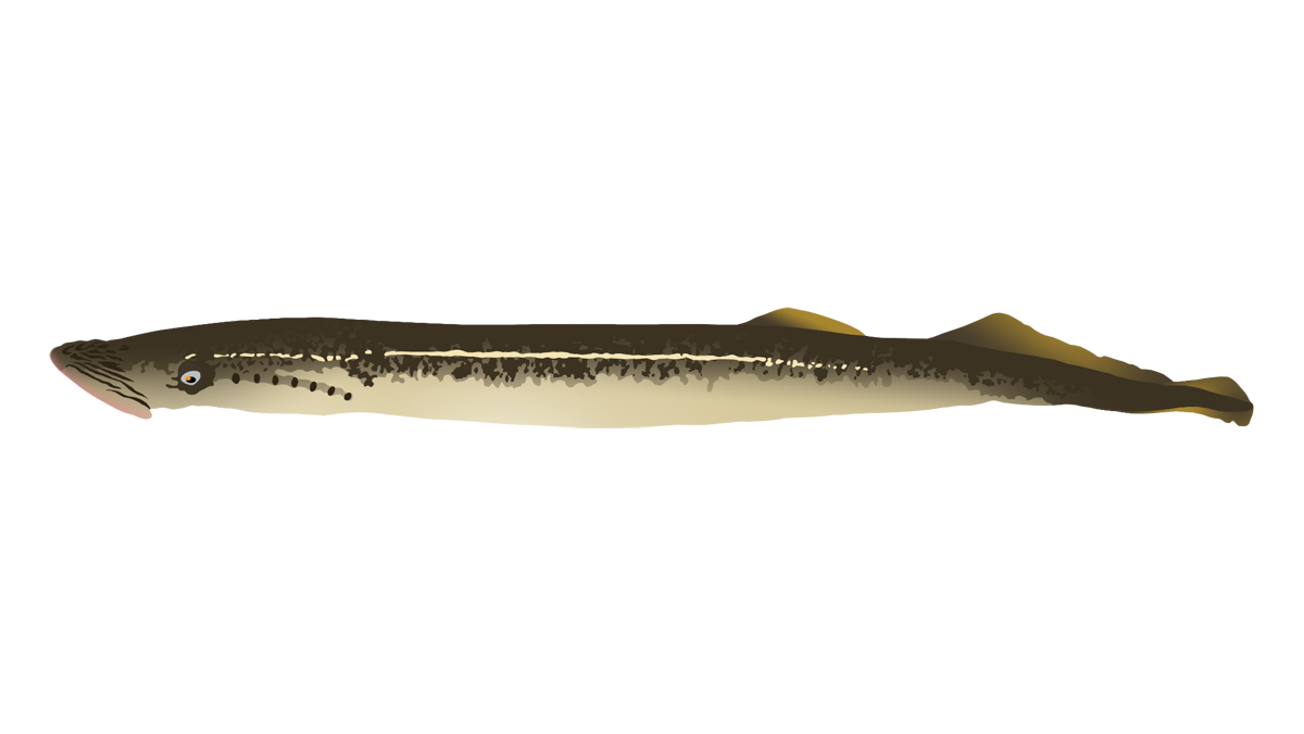 Sea lamprey