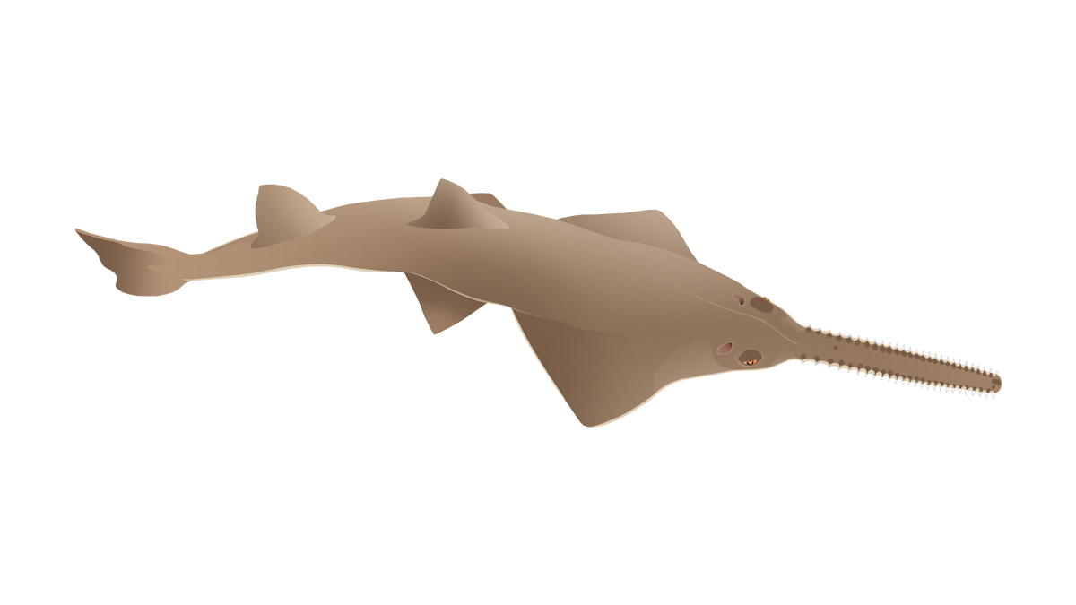 Smalltooth sawfish