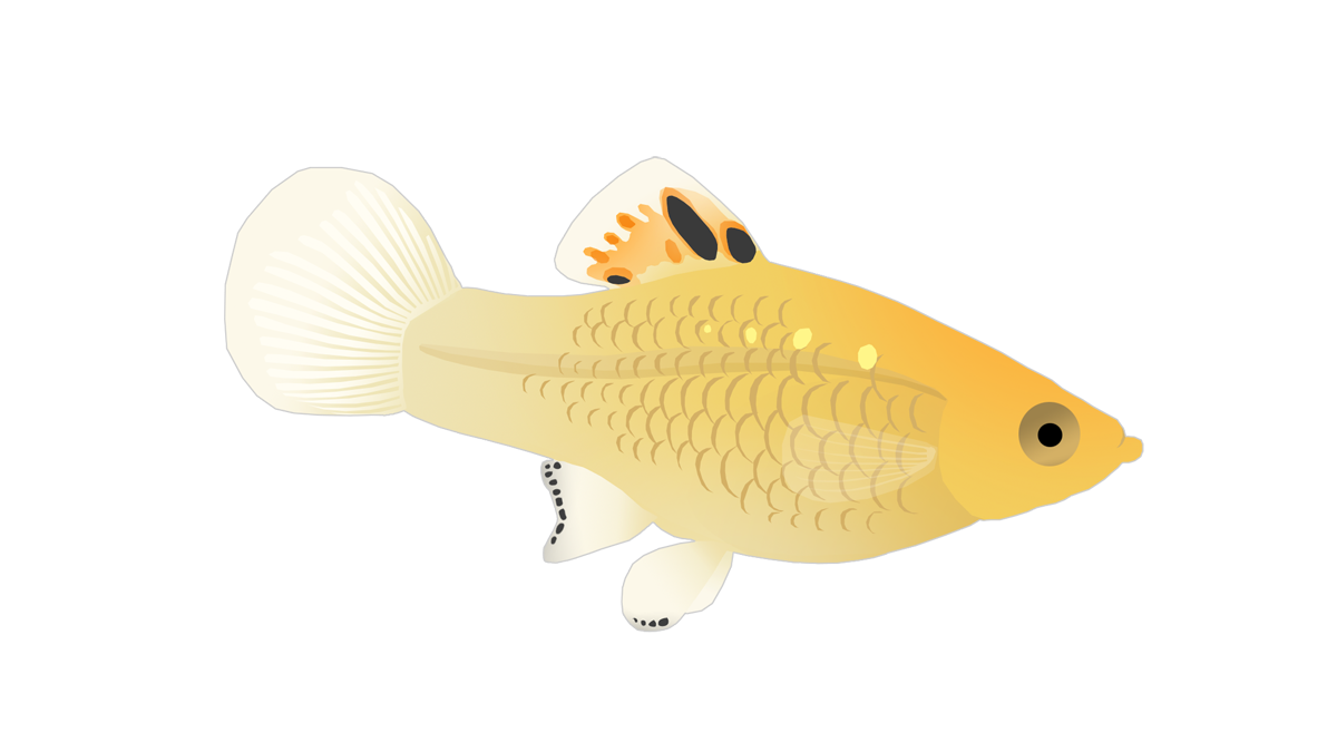 Southern platyfish