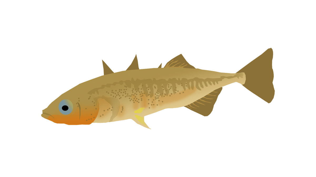 Three-spined stickleback