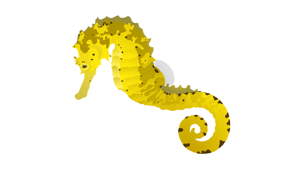 Tiger tail seahorse