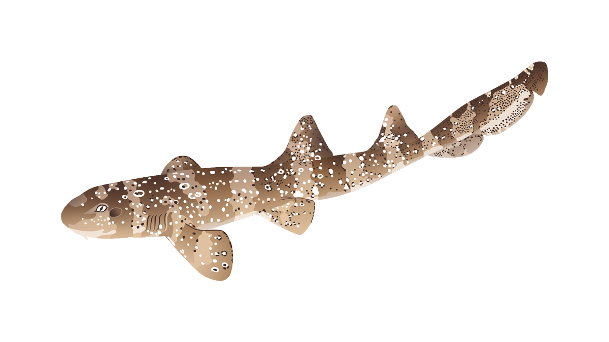 Whitespotted bambooshark