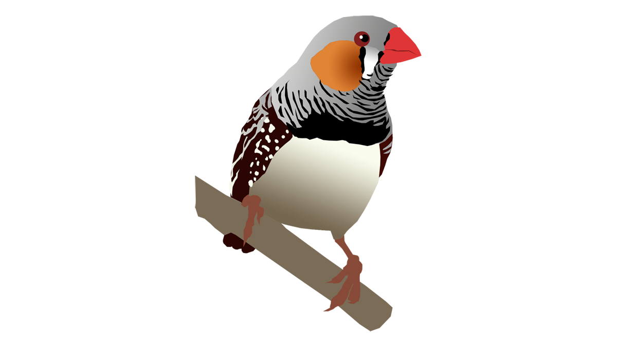 Zebra finch