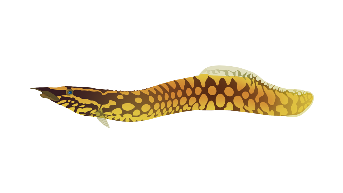 Zig-zag eel