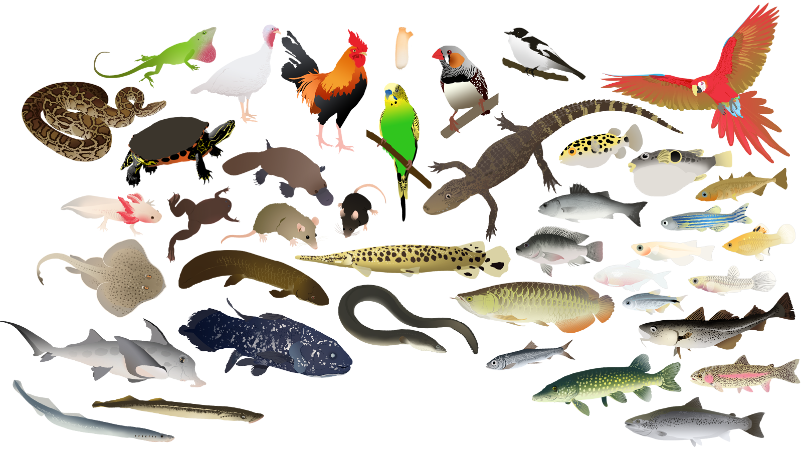 zebrafish clipart - photo #39