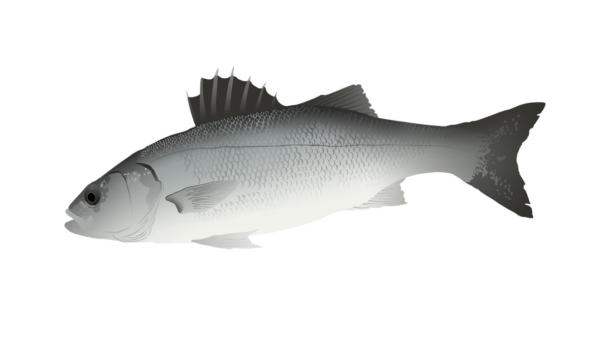 European sea bass