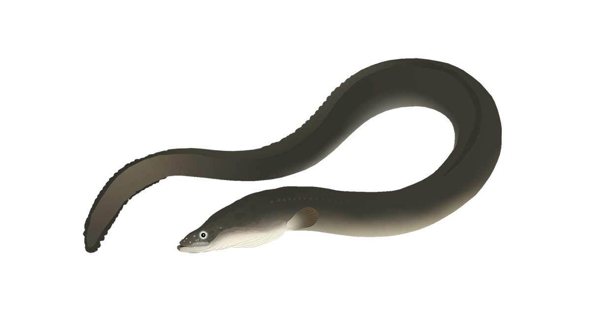 Japanese eel