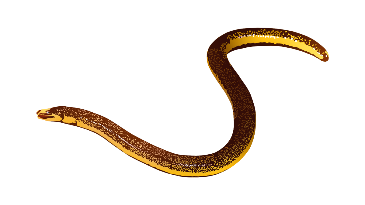 Two-lined caecilian