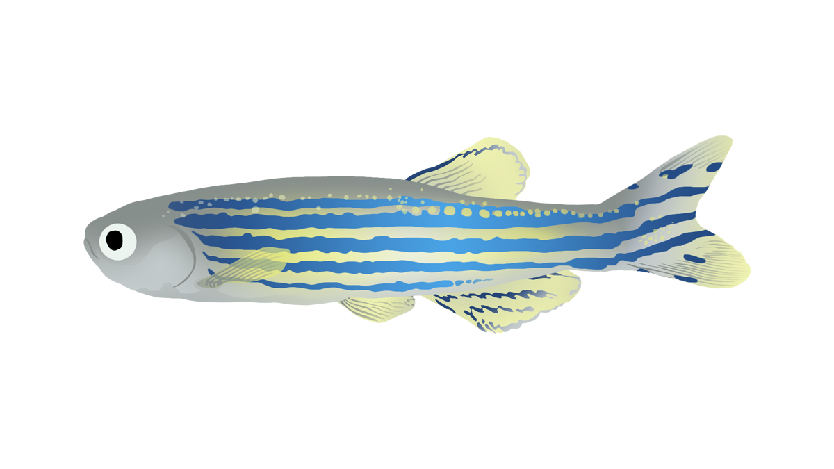 Zebrafish